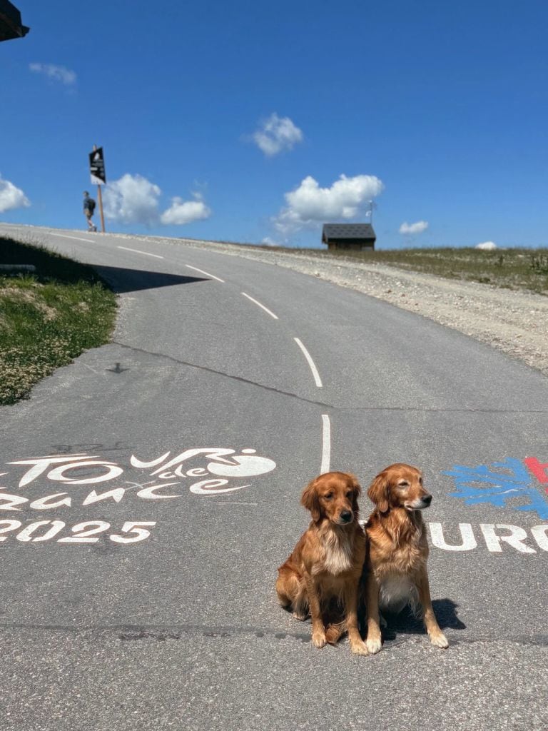 two dogs on sunny spanish road