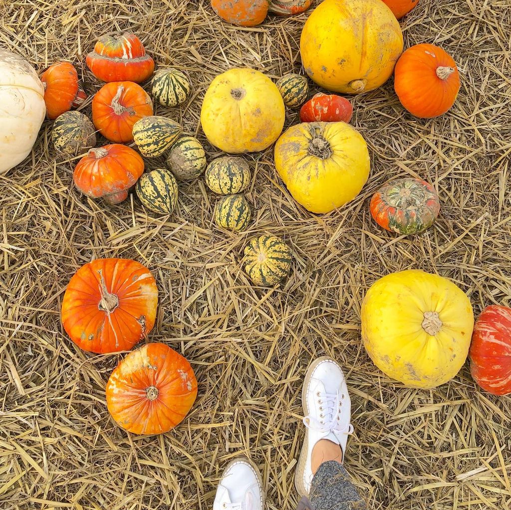 Tulleys Farm Pumpkins