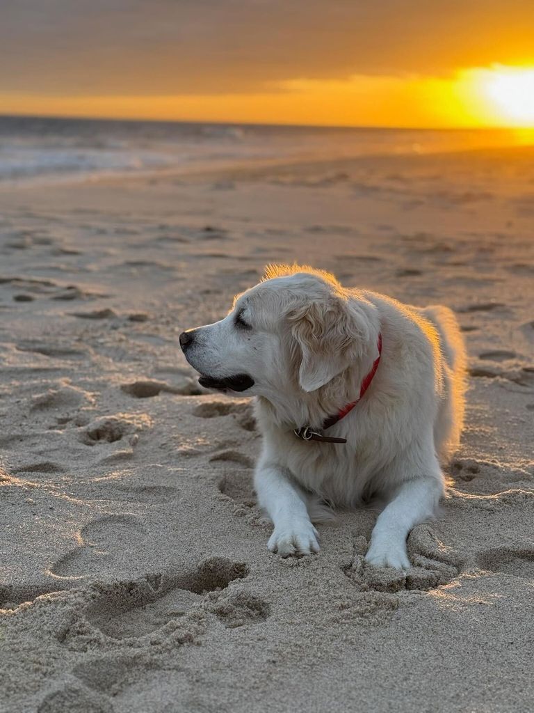 gary jimmy fallon dog