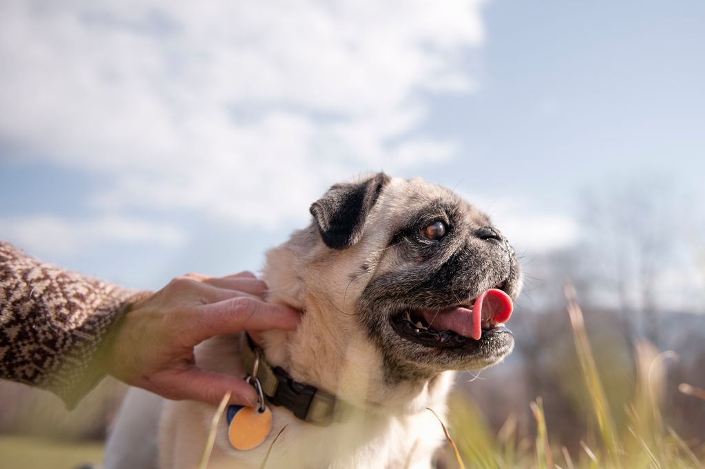 Woman Holding Collar of her Pug Dog Outdoors
