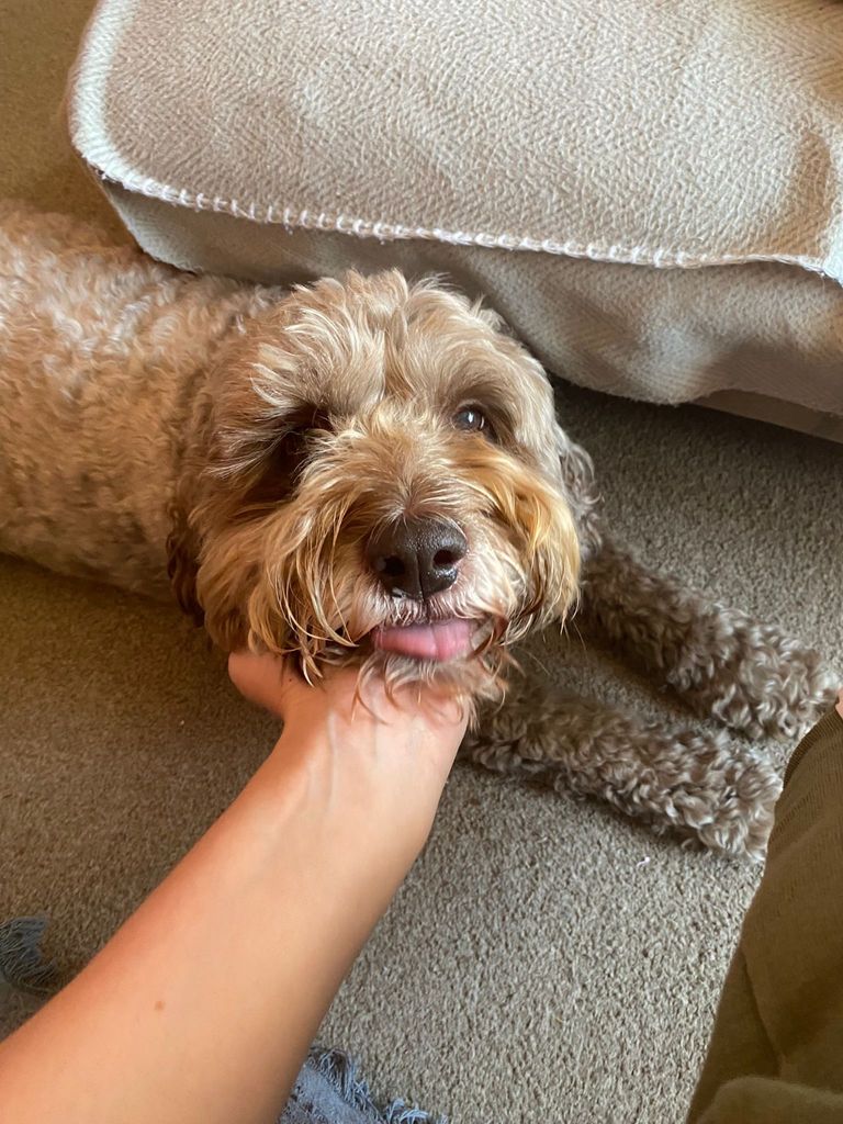Cockapoo with his tongue out 
