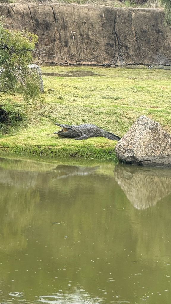 connor cruise golfing with crocodile