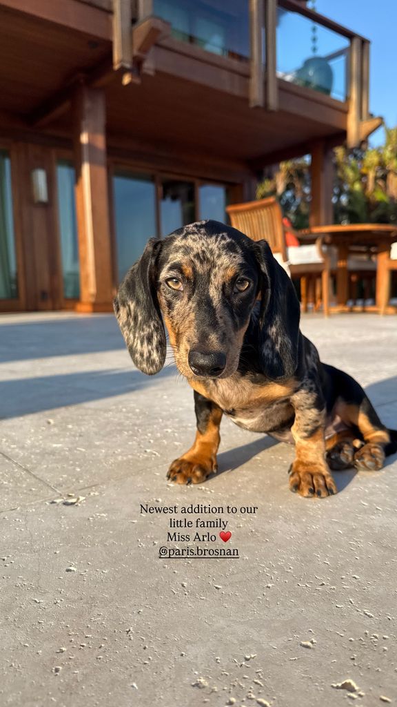 Spotted dachshund named Arlo