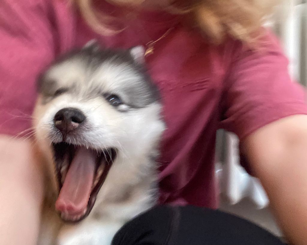 malamute puppy yawning on lap