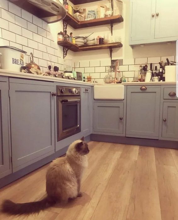 seann walsh kitchen with blue cupboards and cat