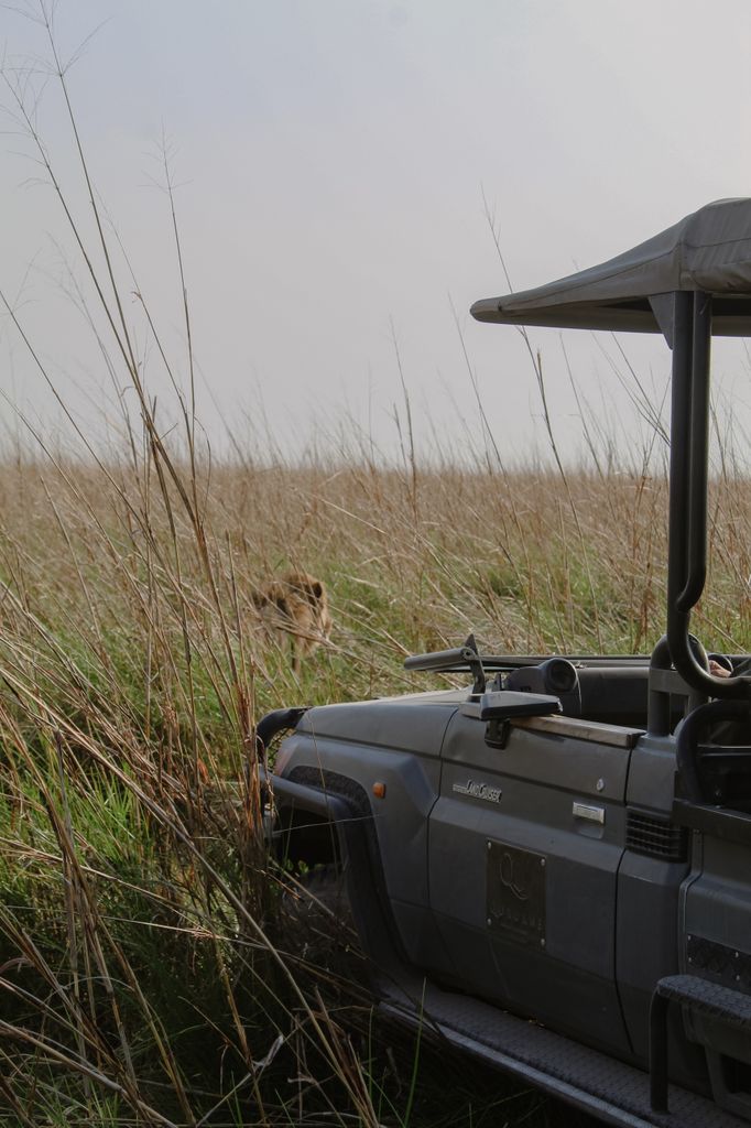 botswana safari lion