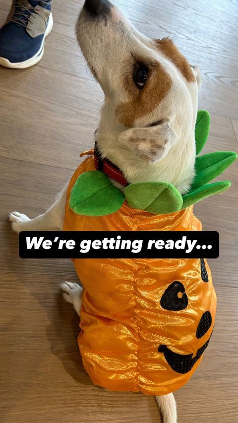 pet dog wearing pumpkin outfit 