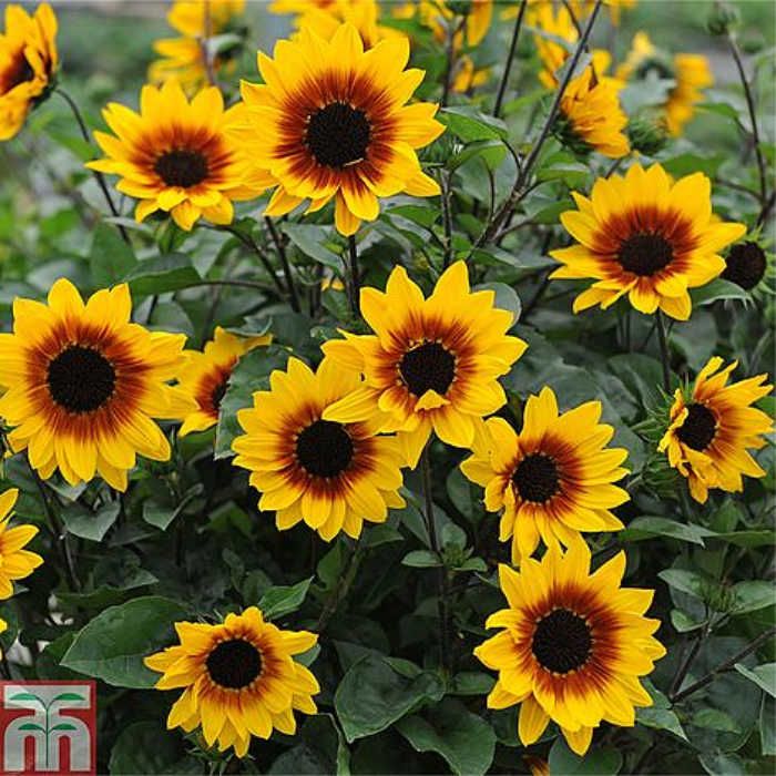 easy flowers sunflower thompson morgan