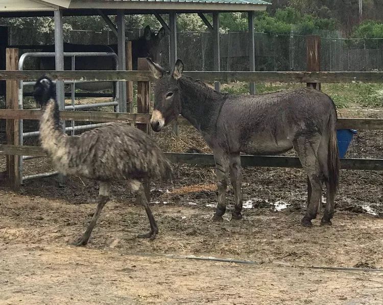 Jack and Diane, a donkey and emu adopted by Jeffrey Dean Morgan and Hilarie Burton