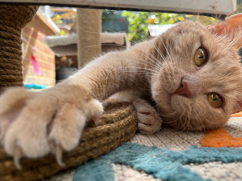 cat up close on scratch mat