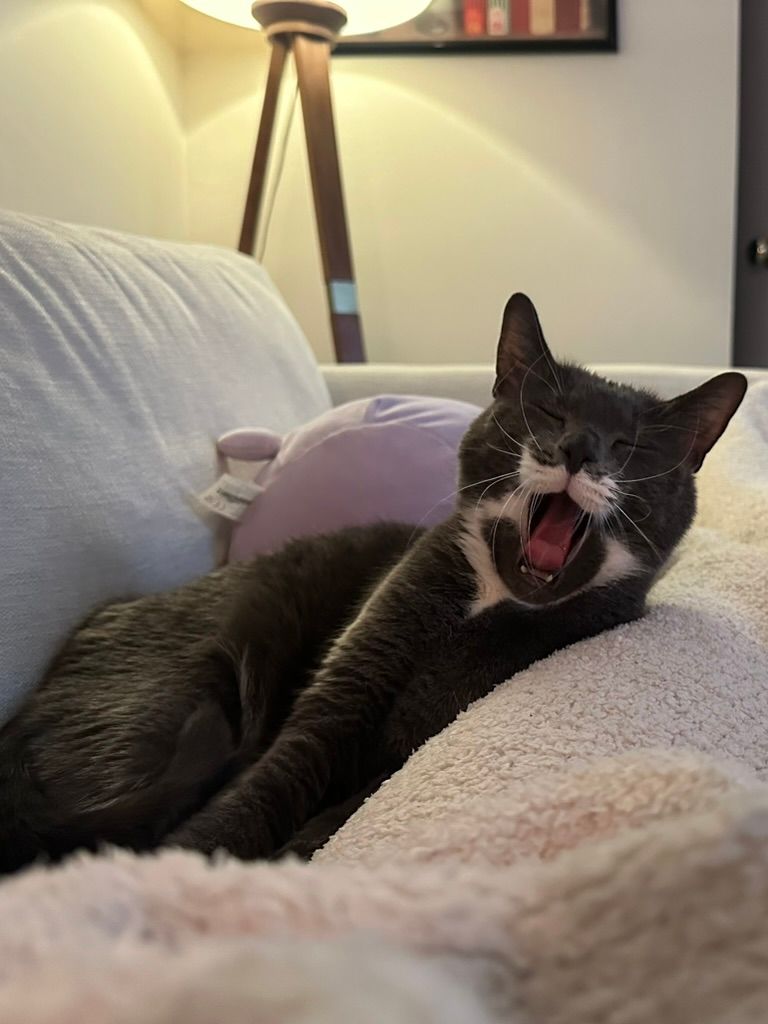 Hoagie is a sleepy boy