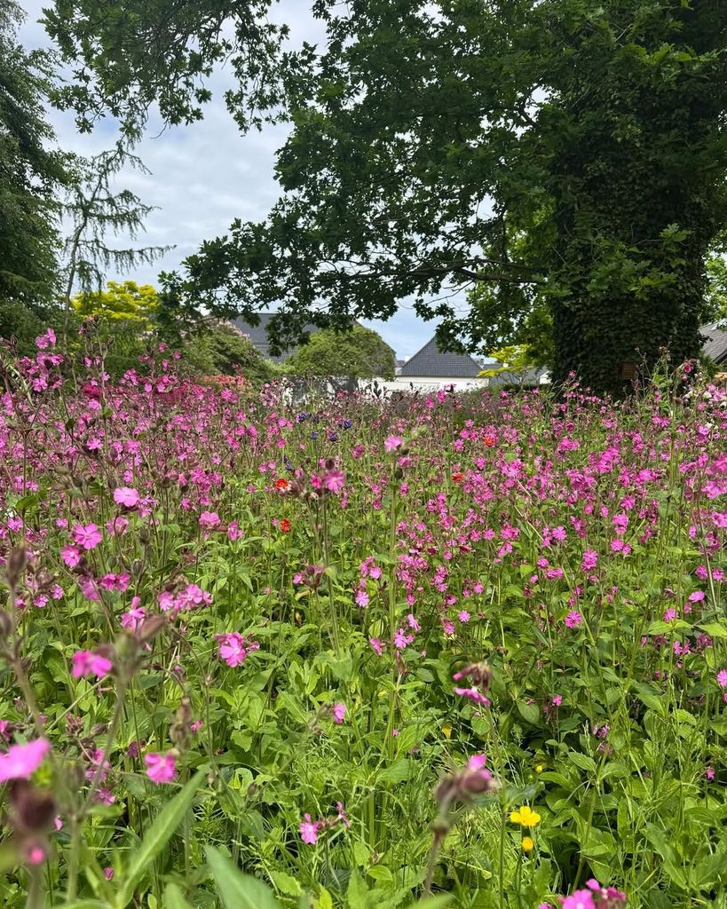 Pink flowers in Queen Mary of Denmark's garden at Fredensborg Palace