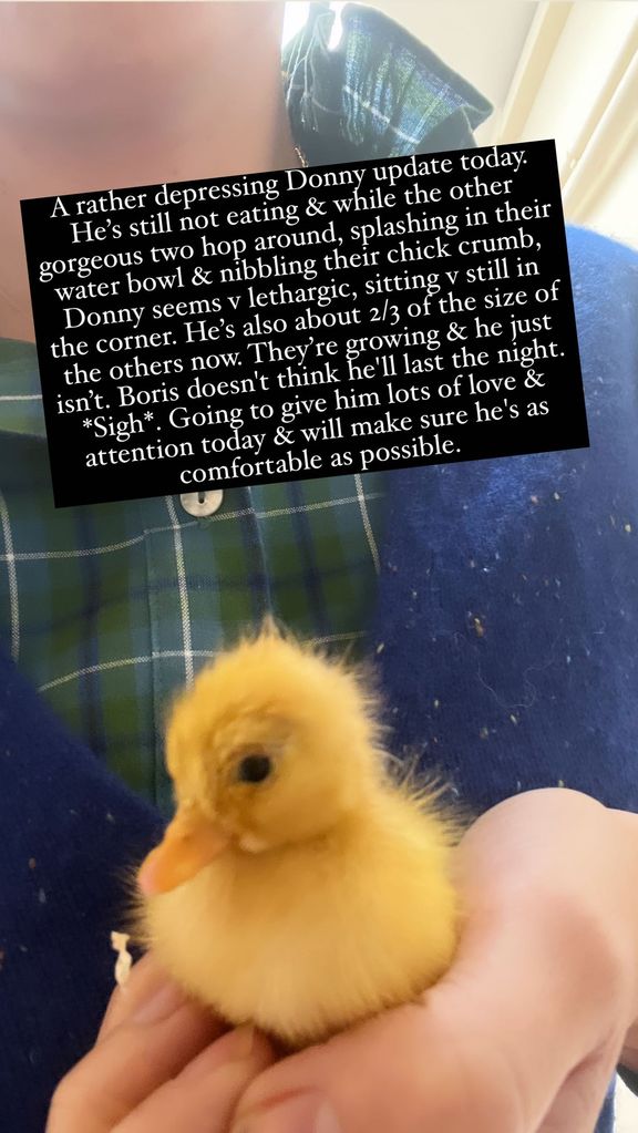 A photo of Donny the chick being held by Carrie Johnson
