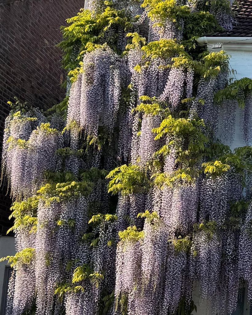 Photo shared by Emilia Fox of Wisteria plant outside her home in London