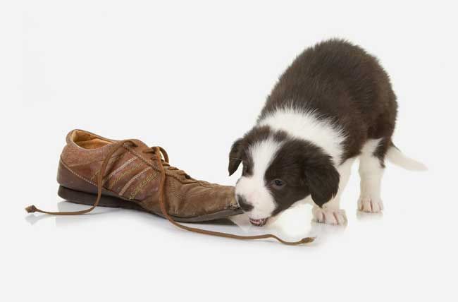 border collie chewing