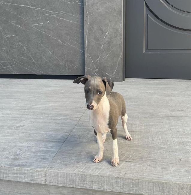 kylie jenner puppy kevin on stairs
