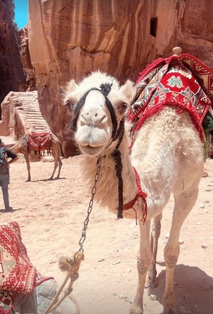 A camel in Jordan desert wearing a black harness and a red saddle
