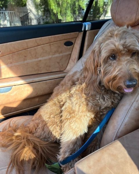 michael strahans dog enzo in his car