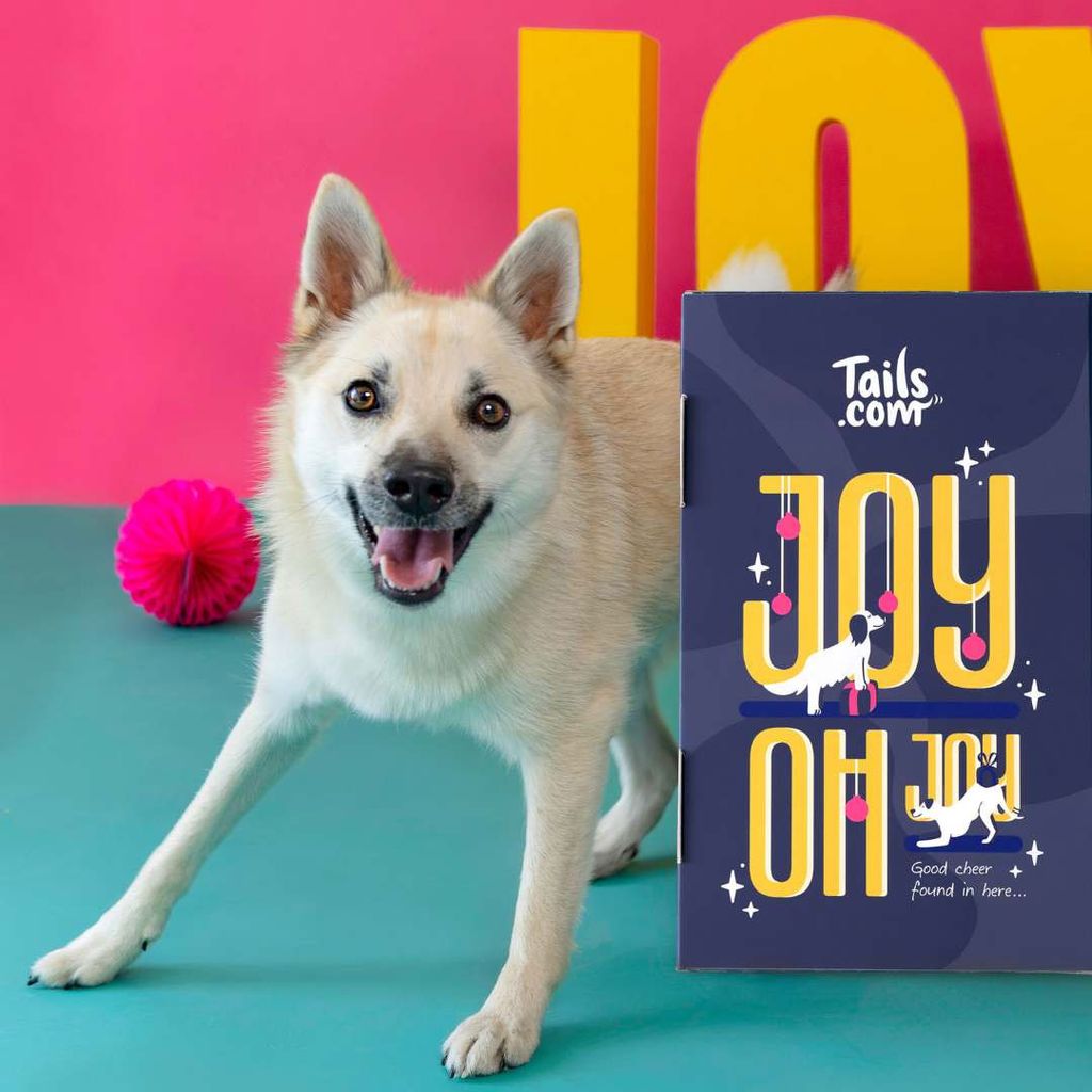 Tails.com advent calendar for dogs