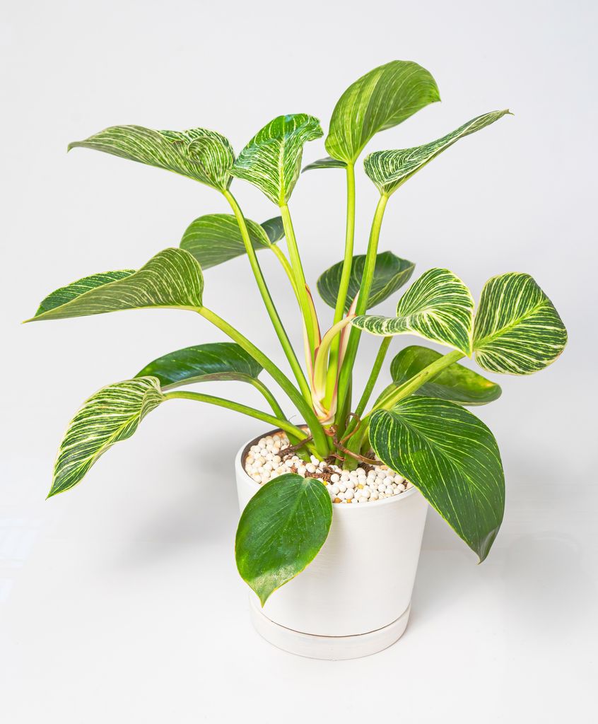 Philodendrons of all kinds are good for beginners