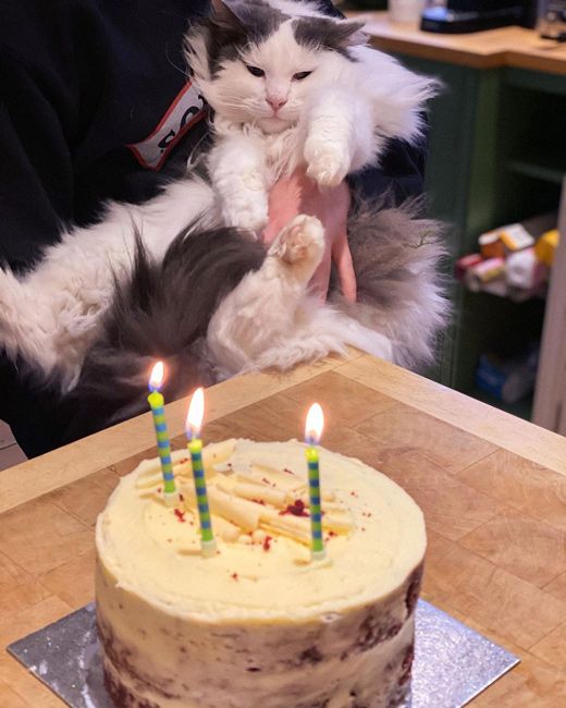 zoe cat birthday cake
