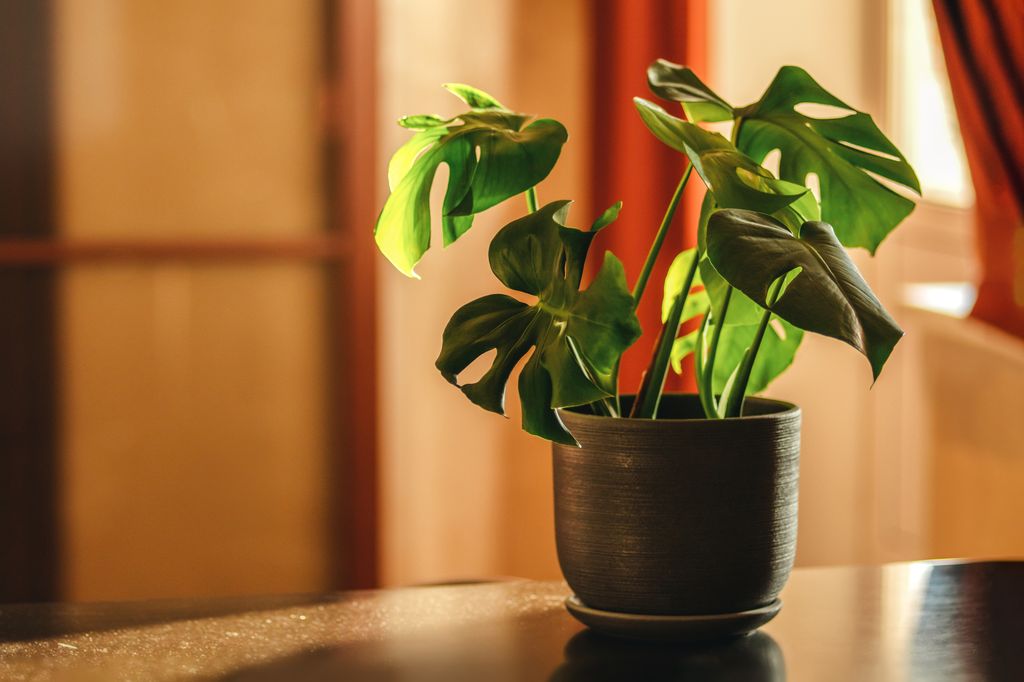 Monstera plants are good for beginners