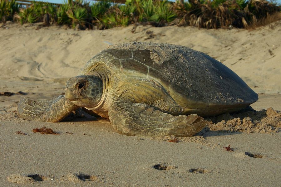 A sea turtle in Martin County.