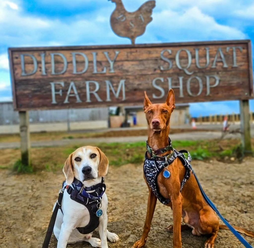 dogs in front of diddly squat farm shop sign