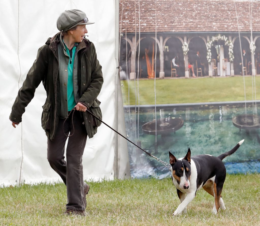 STROUD, UNITED KINGDOM - SEPTEMBER 08: (EMBARGOED FOR PUBLICATION IN UK NEWSPAPERS UNTIL 24 HOURS AFTER CREATE DATE AND TIME) Princess Anne, Princess Royal takes her bull terrier dog for a walk as she attends the Whatley Manor Horse Trials at Gatcombe Park on September 8, 2018 in Stroud, England. (Photo by Max Mumby/Indigo/Getty Images)