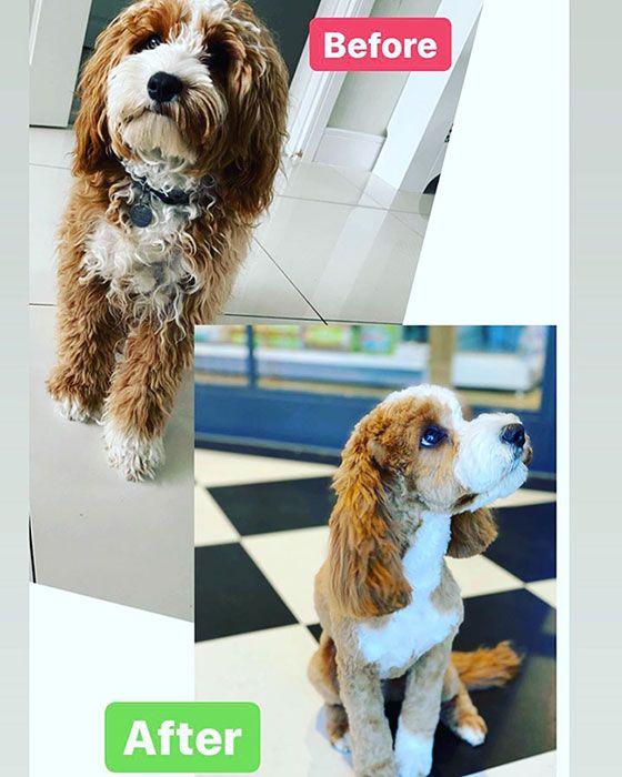 Andrea McLean explains why she has taken her dog Teddy to the groomers