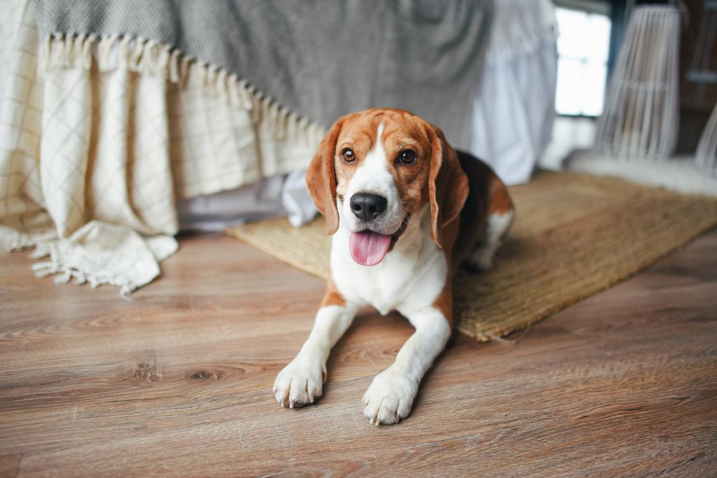 A young beagle dog lies on the floor