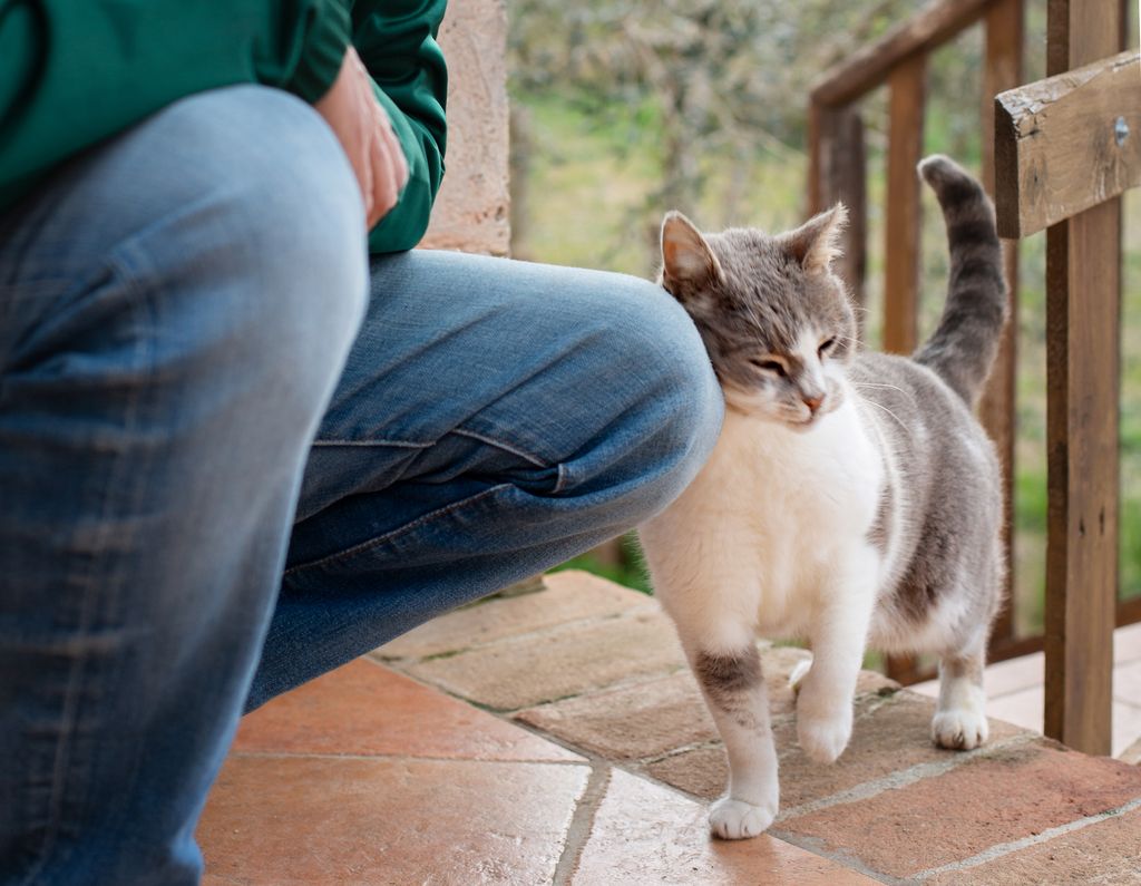 Cute cat rubbing up against man's leg