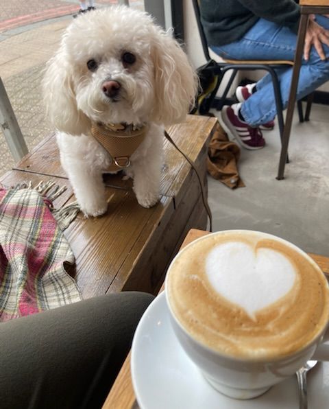 fluffy white dog with a coffee