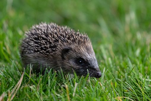 Let’s try and help protect hedgehogs in our gardens