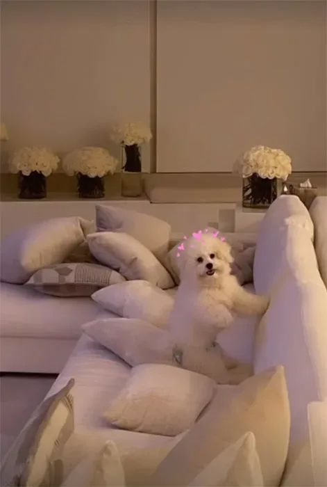 nicola peltzs dog on cream sofa