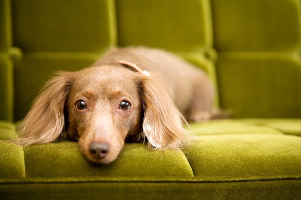 a dog on sofa