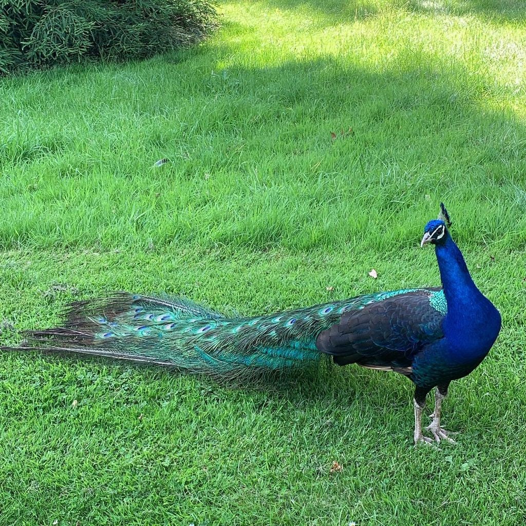 peacock walking in garden