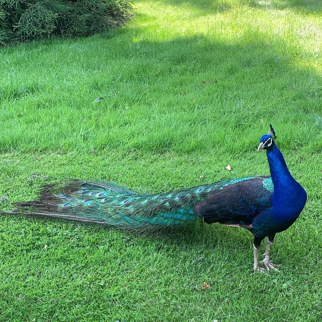 Charles Spencer shares beautiful photo of new addition to Althorp ...