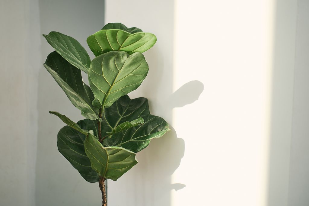 Fiddle leaf plants aren't especially difficult to care for (more challenging plants exist out there), but they are famous for being quite fussy
