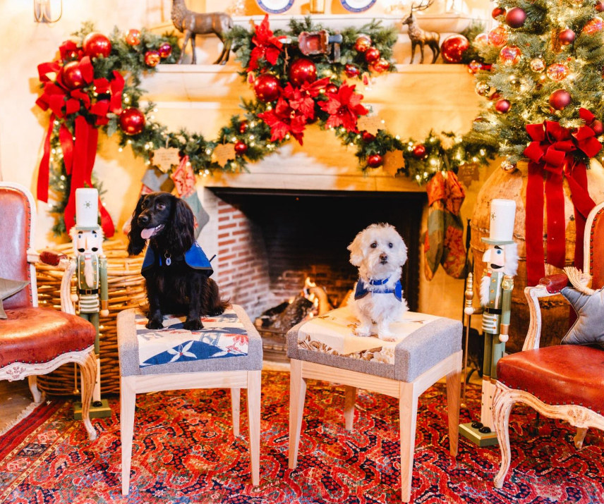 Two dogs sitting on stools in front of a fireplace at highgrove house