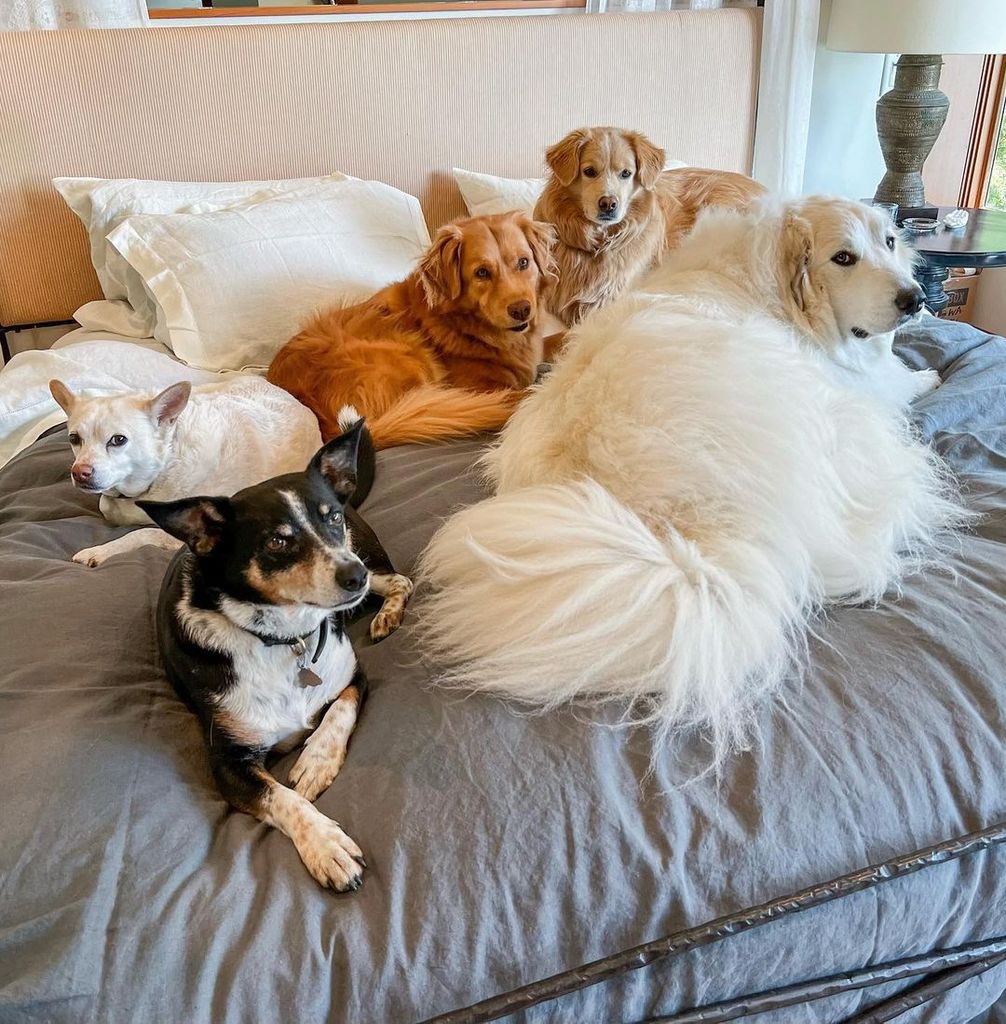 Hilary shared this adorable picutre of her five rescue dogs