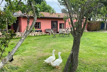 Lake lodge Retreat in Northumberland with ducks roaming free