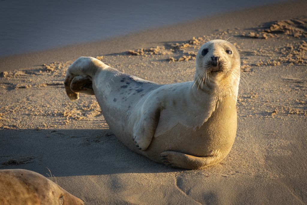 Pup seals can be spotted in Norfolk between November and January.
