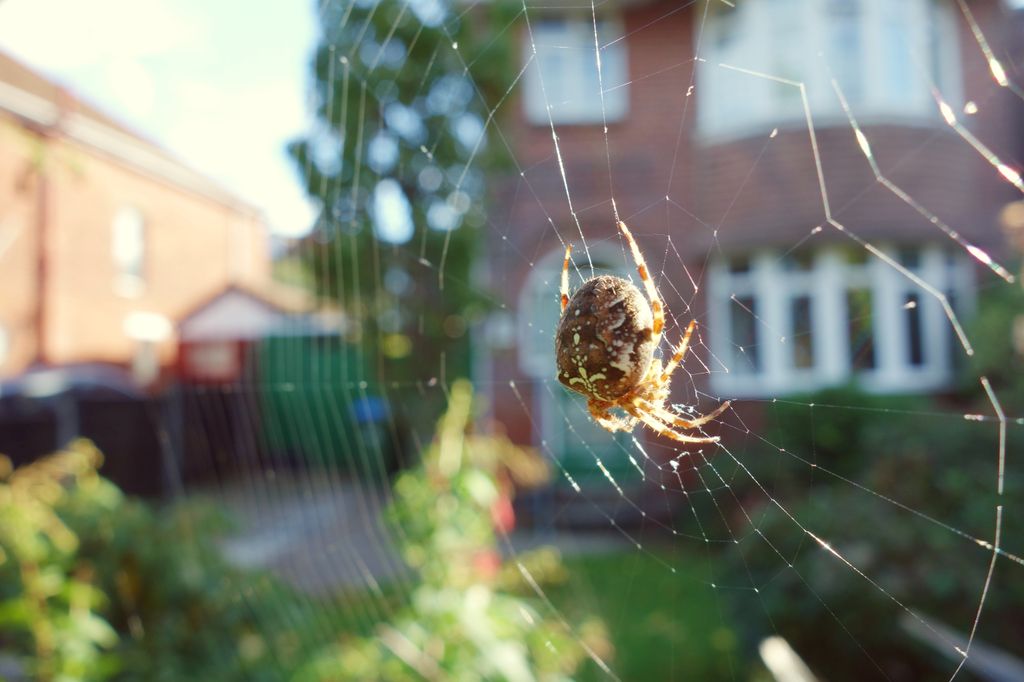 close up of brown orb spider in garden