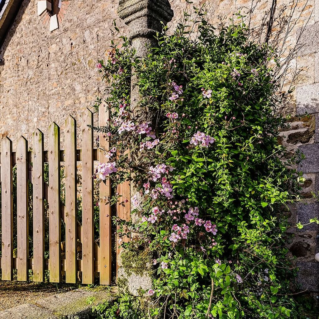 the early stages of a blossom tree growing in the Strawbridge's chateau garden