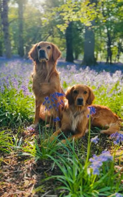 Two dogs sitting in a field of bluebells