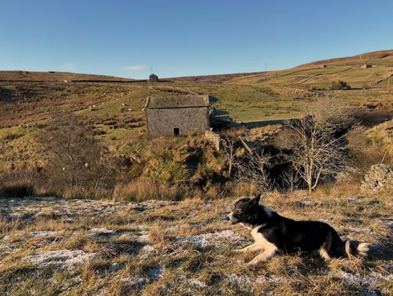 A sheepdog running across frost-tipped hills