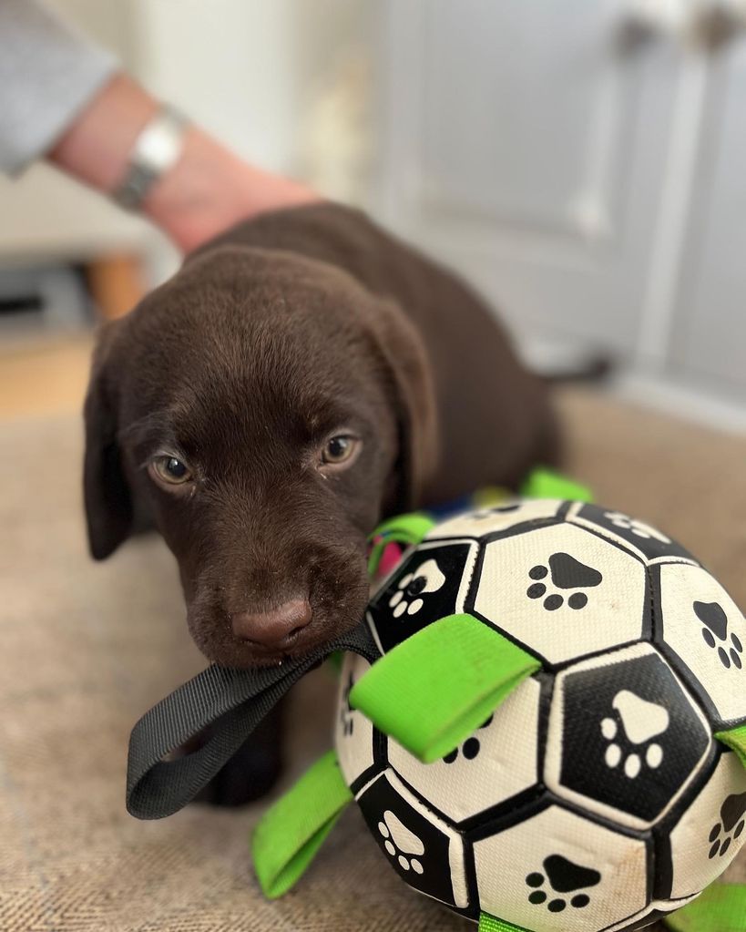 Dianne shared a sweet snap of the puppy playing