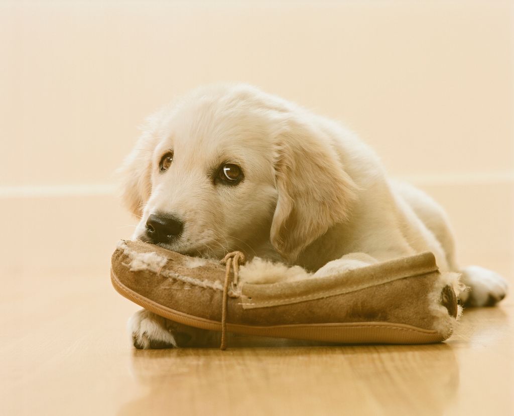 puppy chewing on slipper