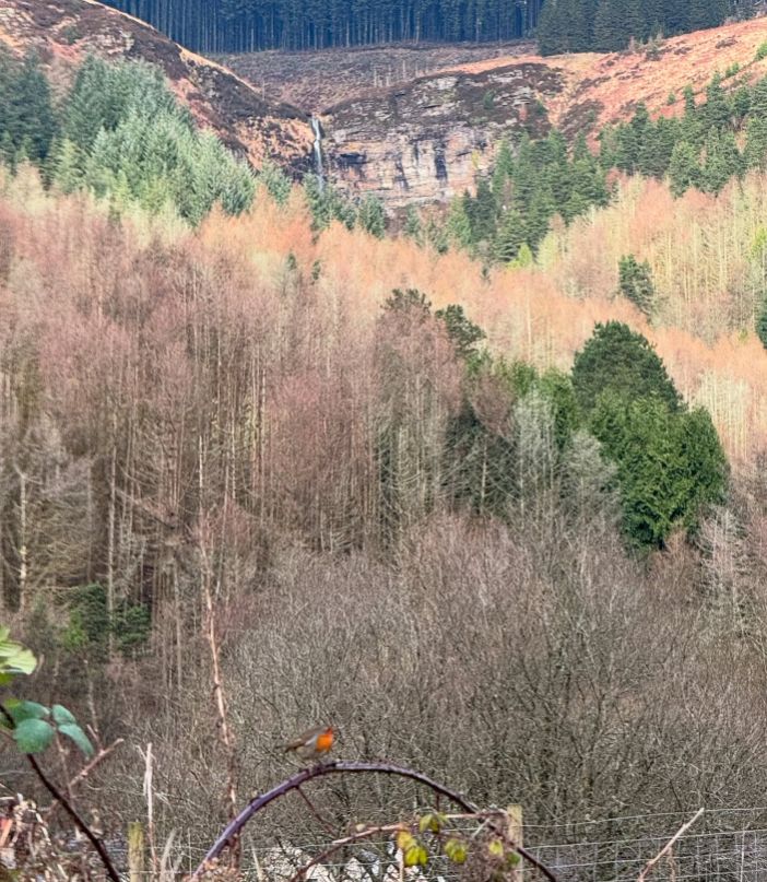 A photo of trees